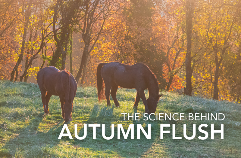 The Autumn Flush - Equine Science Matter™